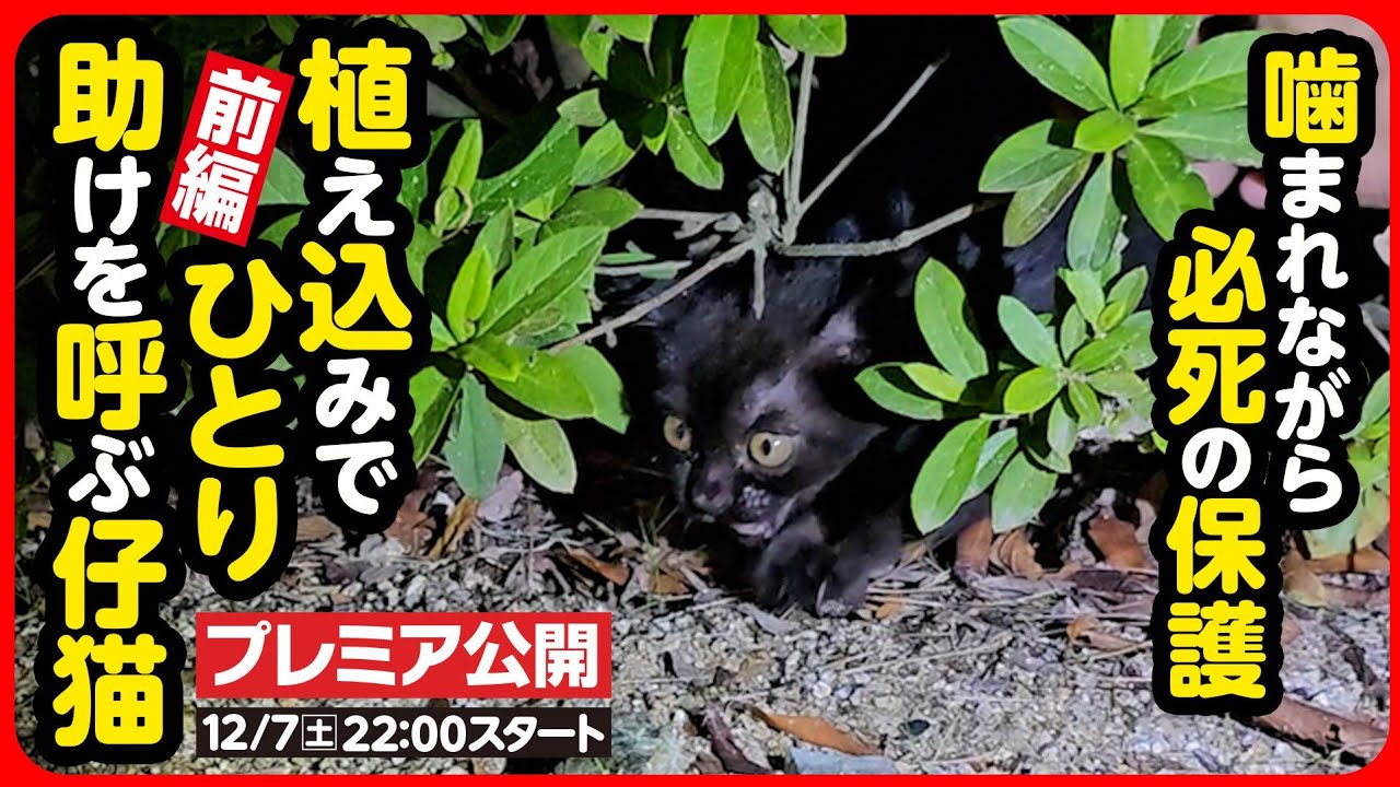 【子猫 保護】目の前は道路...植え込みでひとり鳴き続ける子猫を保護しました【前編】