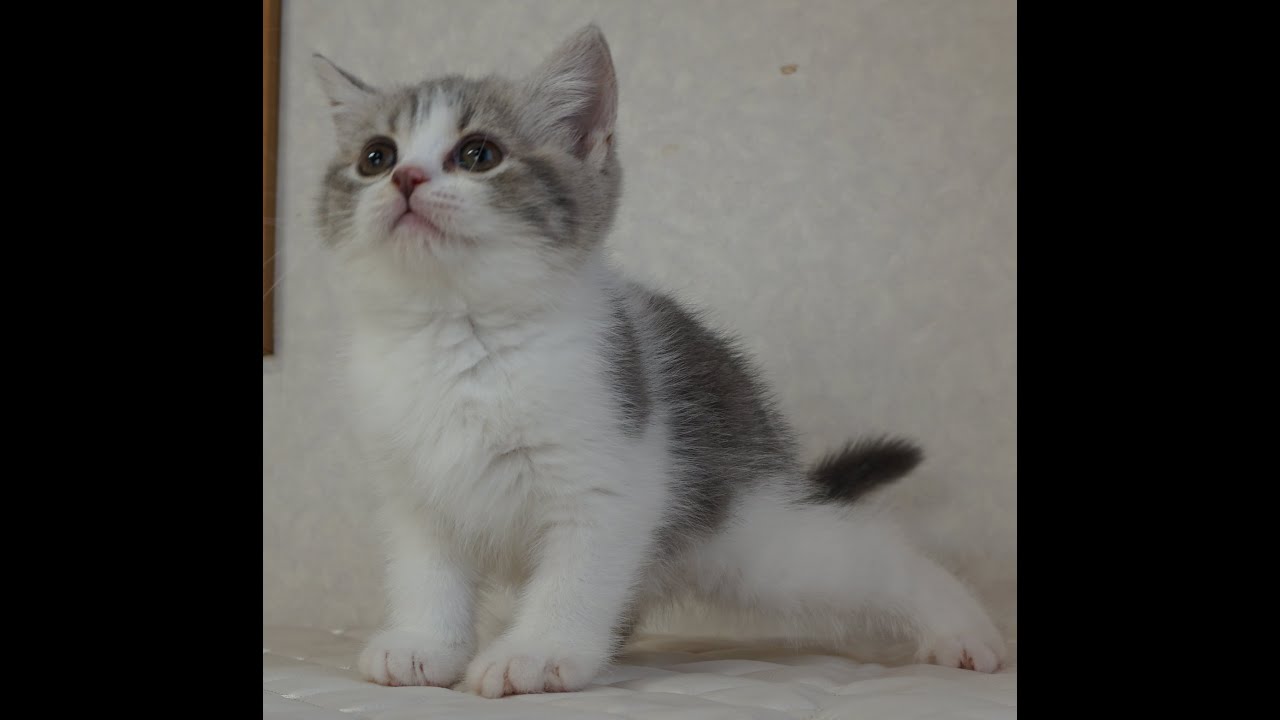 ブリティッシュショートヘアー子猫　British Shorthair　2024.10.1産まれ　ブルータビー&パッチドホワイト　女の子　シーダキャット猫のお店