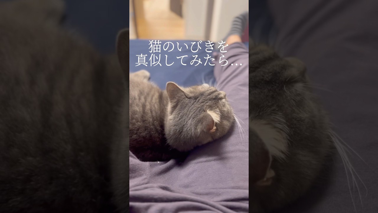 猫のいびきを真似してみたら...#shorts #猫 #マンチカン