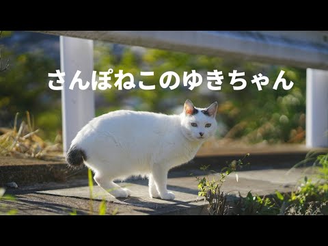【さんぽねこのゆきちゃん】熱海っ子│左腰にまん丸の日の丸ぶち│筆先尻尾のジャパニーズ・ボブテイル│姫君みたいな麻呂眉化粧│凛とした立ち振る舞い所作は上品でエレガント│自由気ままな家猫のお散歩