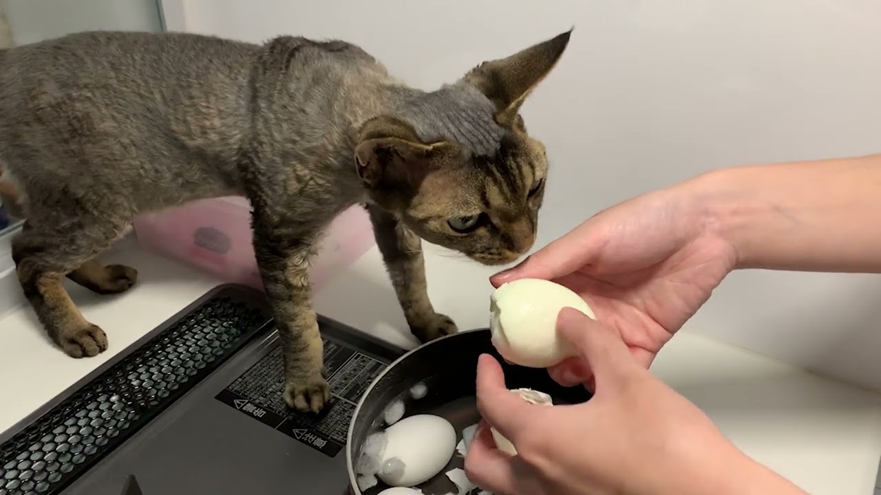 デボンレックス弟は茹で卵に興味津々です(Devon Rex cat interested in boiled eggs)