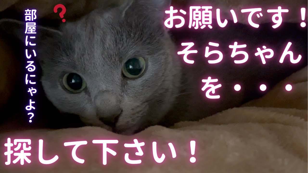 【猫ロシアンブルー】そらちゃん忍法‼️隠れ身の術‼️