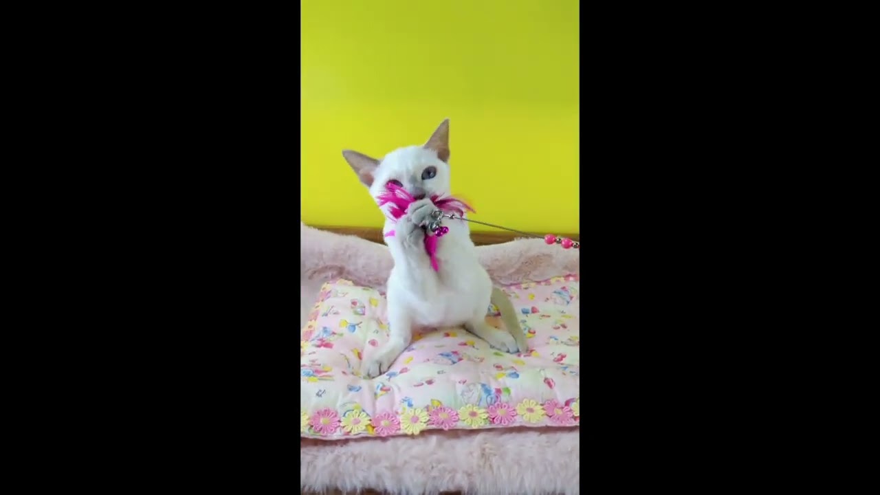 トンキニーズ ✨🍒綺麗な瞳をした女の子🍒✨（毛色：プラチナ(ライラック)ポイント）