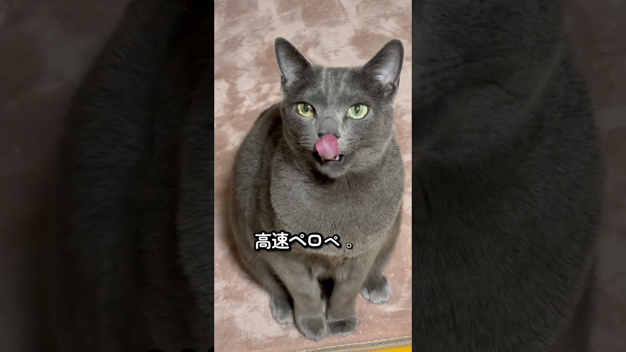 【ロシアンブルー】めろん、夜のおねだりの様子です🥰【猫】#shorts