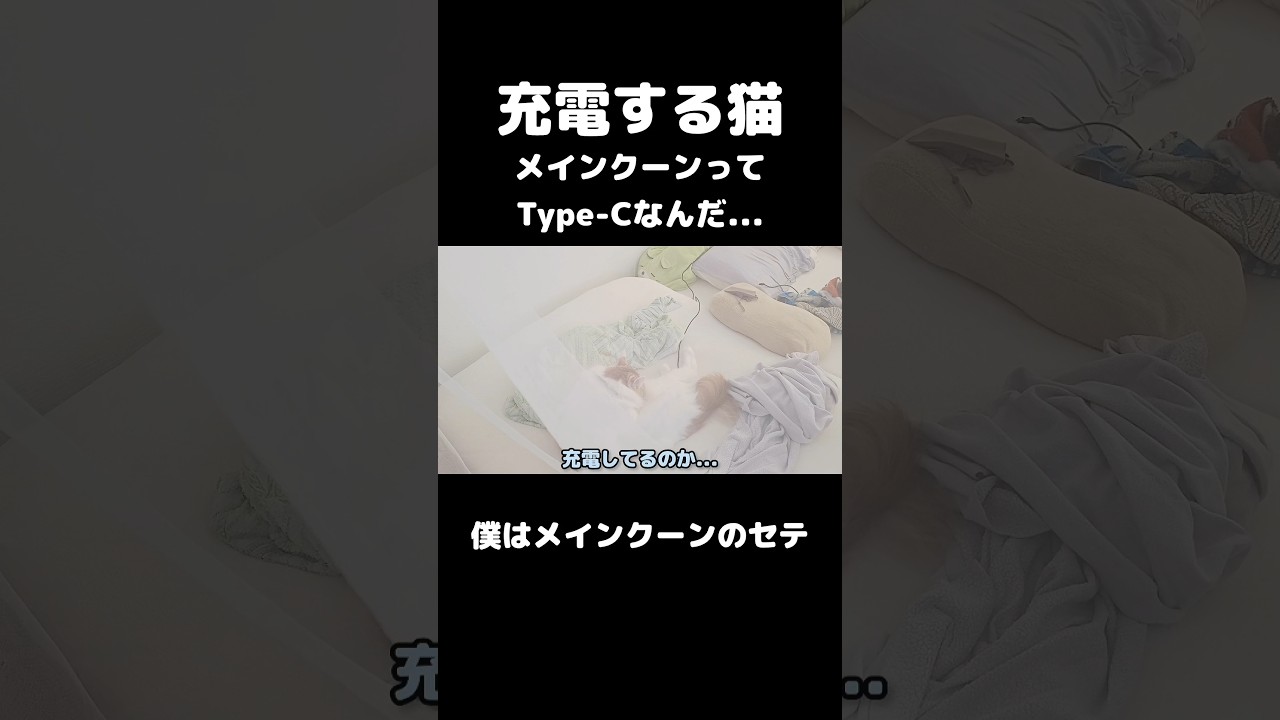Type-Cで充電中 #shorts #mainecoon #メインクーン #cat #猫のいる暮らし