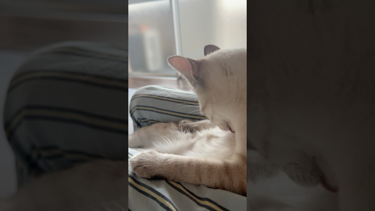 折れ曲がり猫　#元保護猫　#シャムトラ　#シャムミックス　#cat #猫耳 #kitten #シャムmix  #子猫 #猫耳