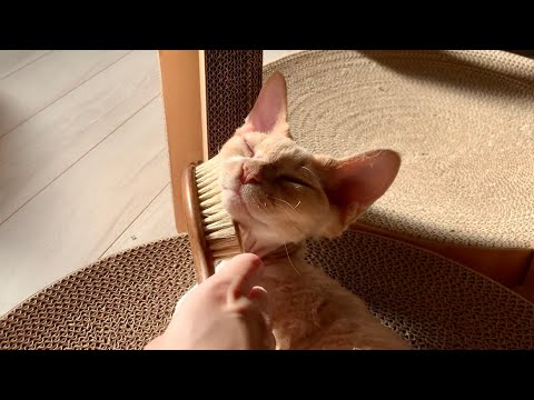 デボンレックス兄はブラッシングされるのが大好きです(Devon Rex cat likes to have brushing massage)