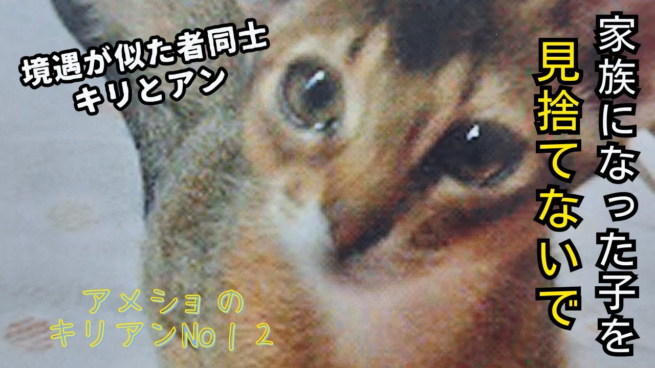 「飼い主には見捨てられたけど家の子になって幸せな16年間だったよね」　境遇が似た者同士【アメショのキリ】と【アビシニアンのアン】アメショ・キリアンの成長記No1２