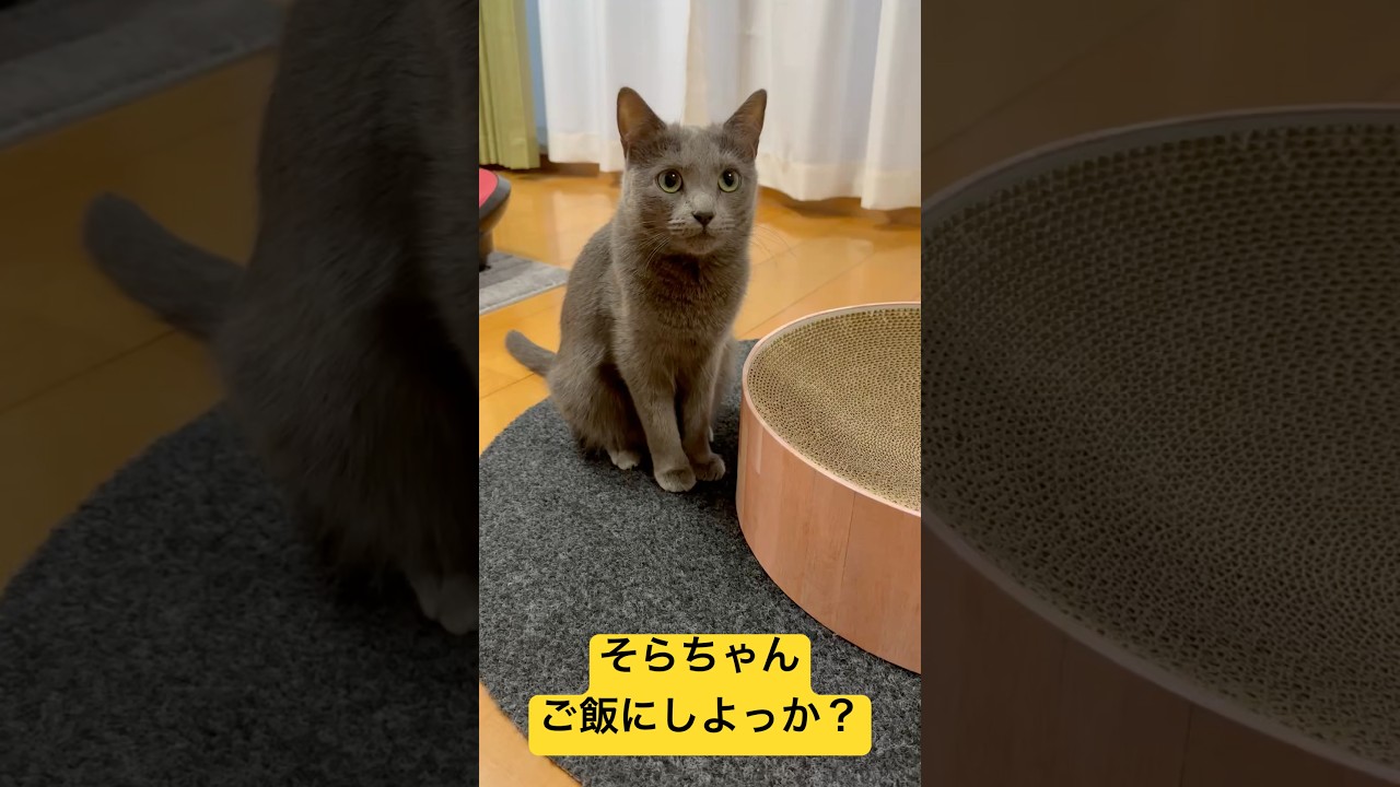 【猫ロシアンブルー】そらちゃん を ご飯に誘った結果・・・#shorts