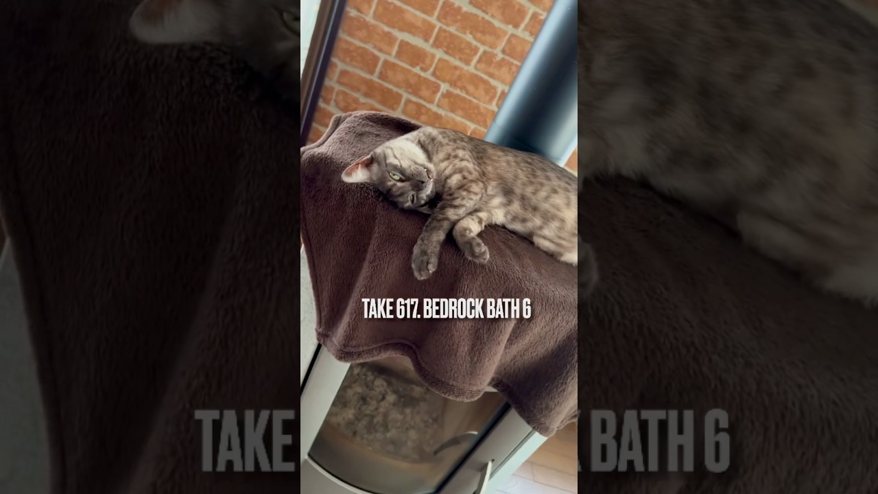 #岩盤浴 😻 #薪ストーブ の火🔥が消えた後のお楽しみにゃ❗️ママがまた撮ってる、ちゃんと気づいてるにゃ‼️#egyptianmaucat #エジプシャンマウの仲間たち #冬の猫 #shorts