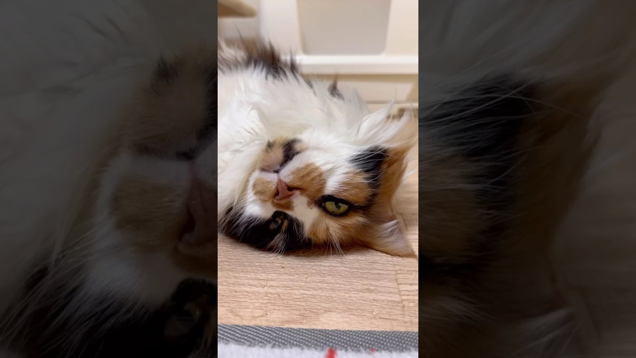 あら可愛い✨ #cat #メインクーン