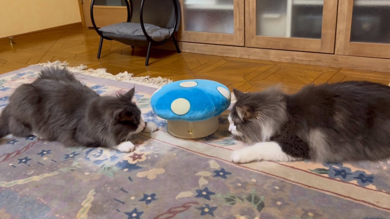 【にらめっこ⁉︎】もふ猫たちの可愛い日常を集めてみた💕ノルウェージャンフォレストキャットとターキッシュアンゴラ♡