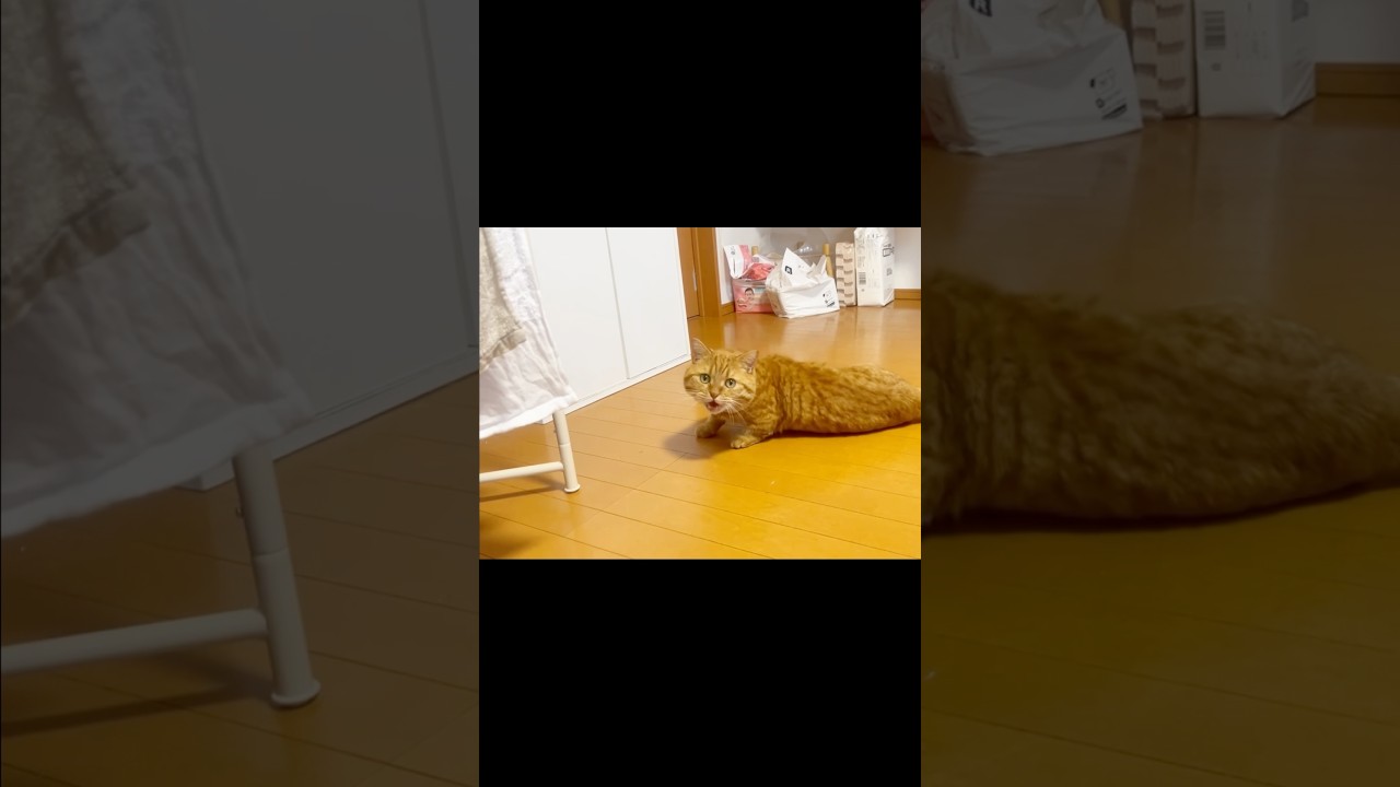 名前を呼ばれるとお返事しちゃう猫 #マンチカン #shorts