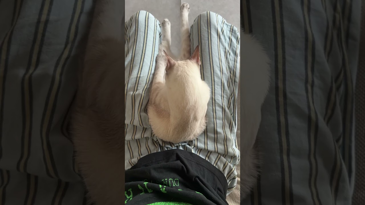 お股すっぱり猫　#元保護猫　#シャムトラ　#シャムミックス　#cat #猫耳 #kitten #シャムmix  #子猫 #猫耳