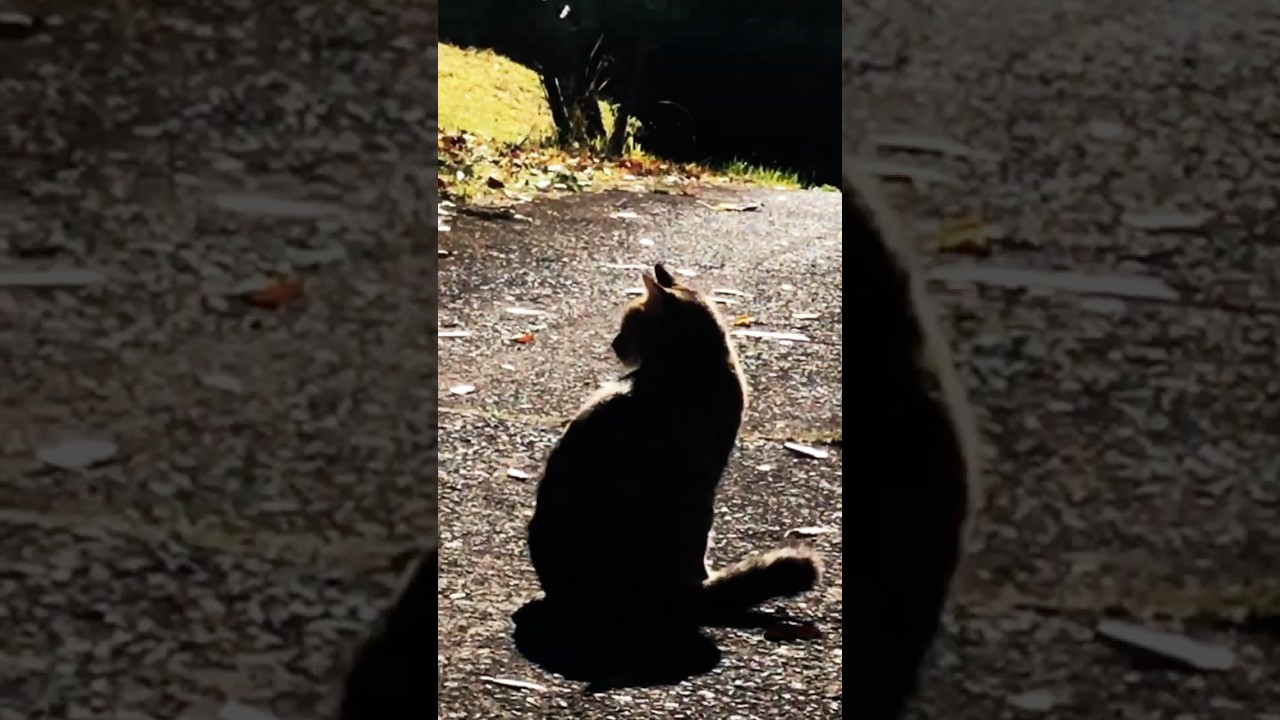 紅葉の中に猫がいる　#cats  #ねこ #紅葉