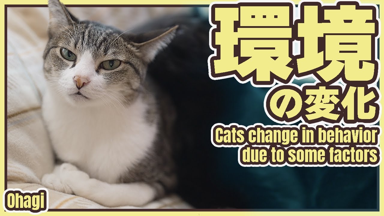 猫と環境の変化で