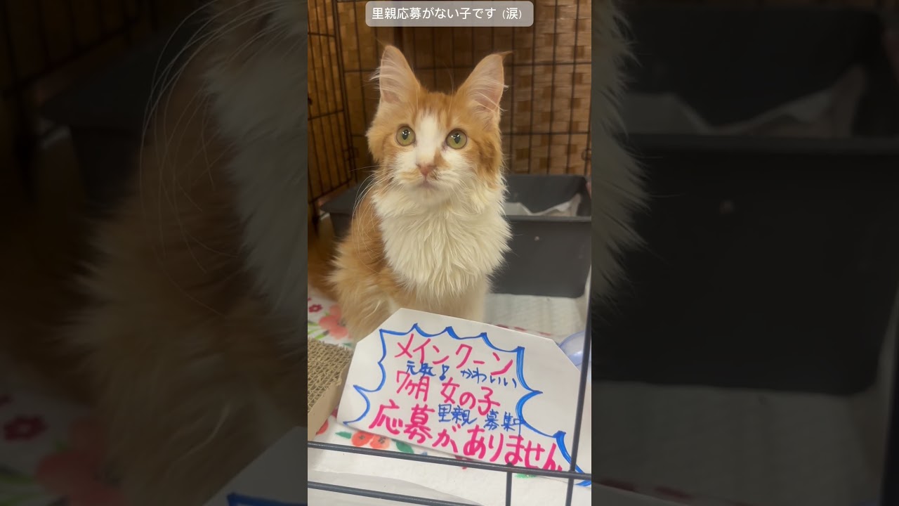 里親応募がない子です（涙）　#里親募集中　#メインクーン子猫
