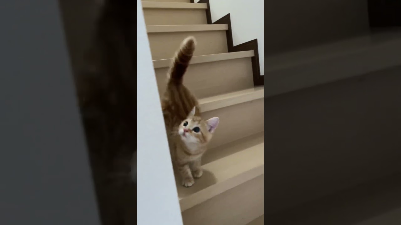 階段降りまーす　と見せかけて😼　#short #cat #Munchkin #ねこ #マンチカン