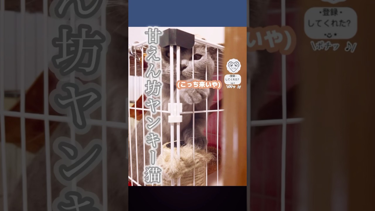 【ヤンキーな甘えん坊】こっち来いや！からの嬉しいが止まらない 猫。笑 #猫 #cat #シャルトリュー #chartreux #猫ショート #catshort