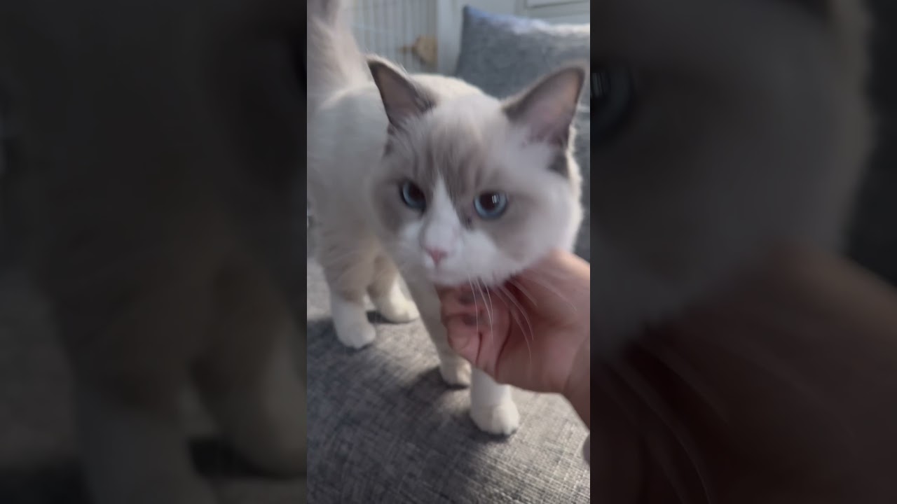 腹時計正確すぎる猫🐱 #ラグドール#ラグドール子猫#ブルーポイントバイカラー#子猫#猫#猫のいる暮らし#猫のいる生活#ragdoll#cat#kitty#kitten#ねこのいる生活