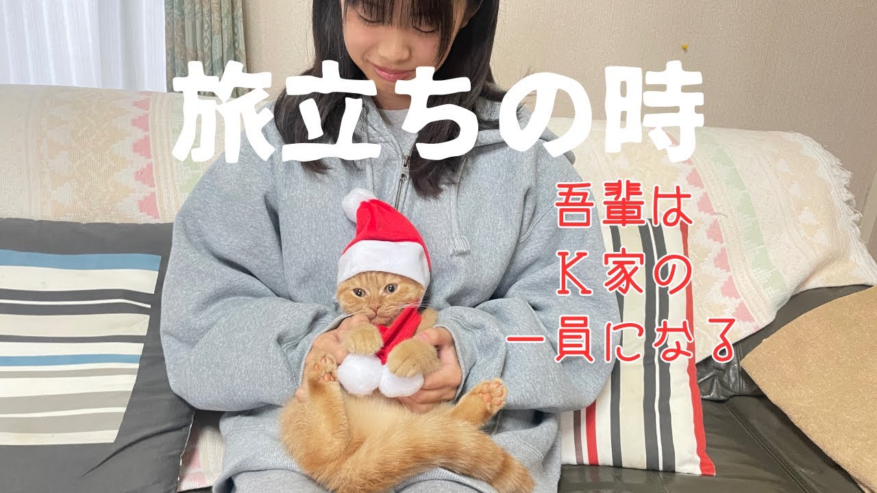 ブリティッシュショートヘア【新しい家族の元へ】