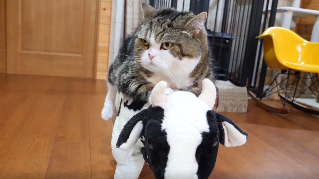 牛とねこ２。-Cow and Maru 2.-