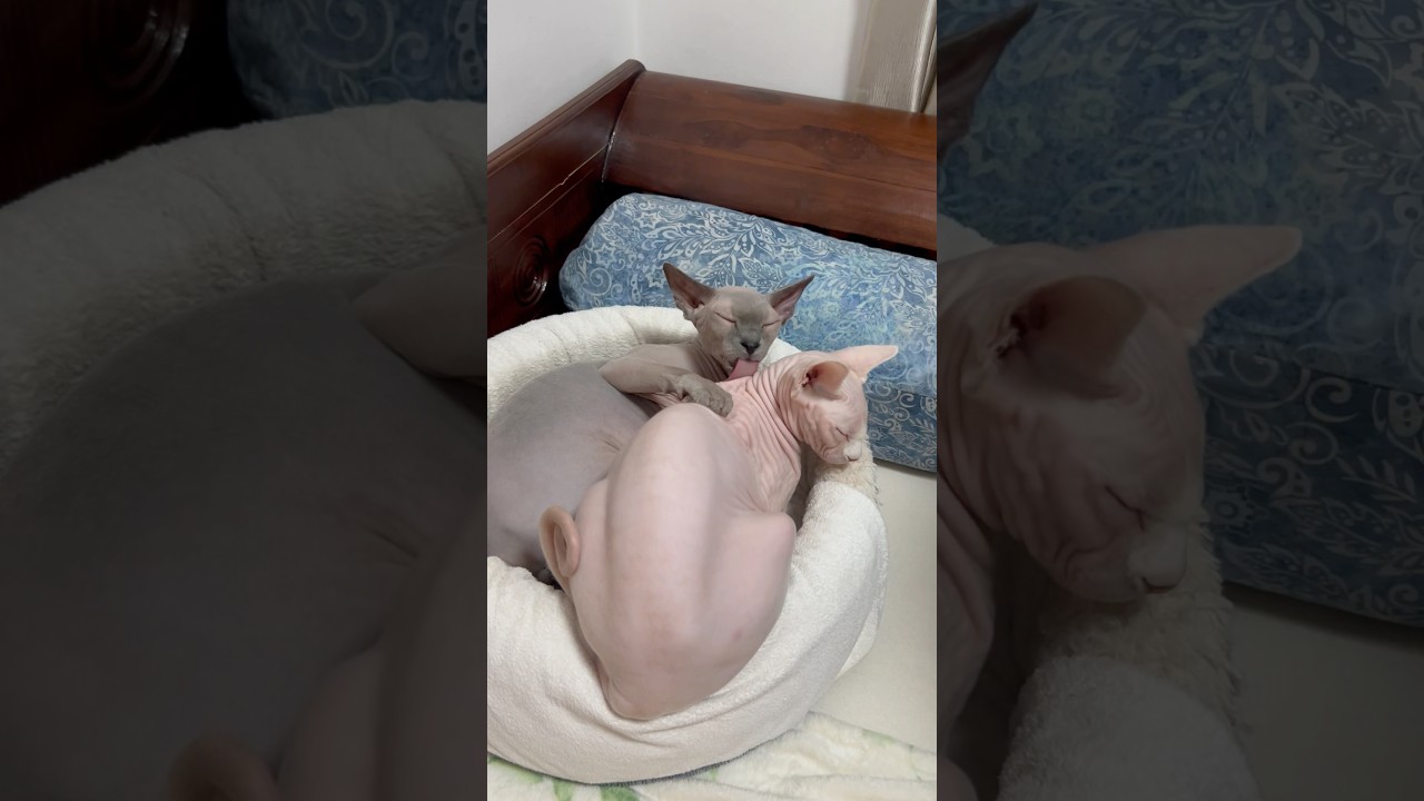 妹想いの毛のない猫【スフィンクス猫】