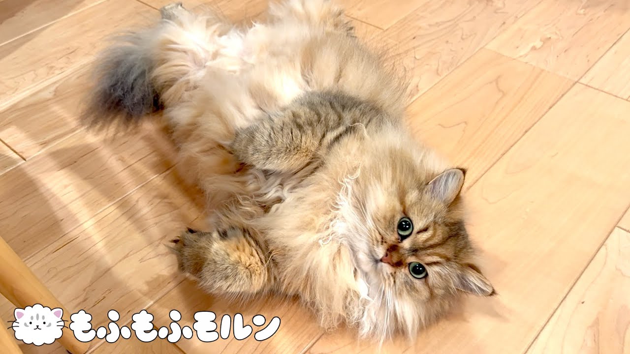 猫のあおむけ特集 【サイベリアン】