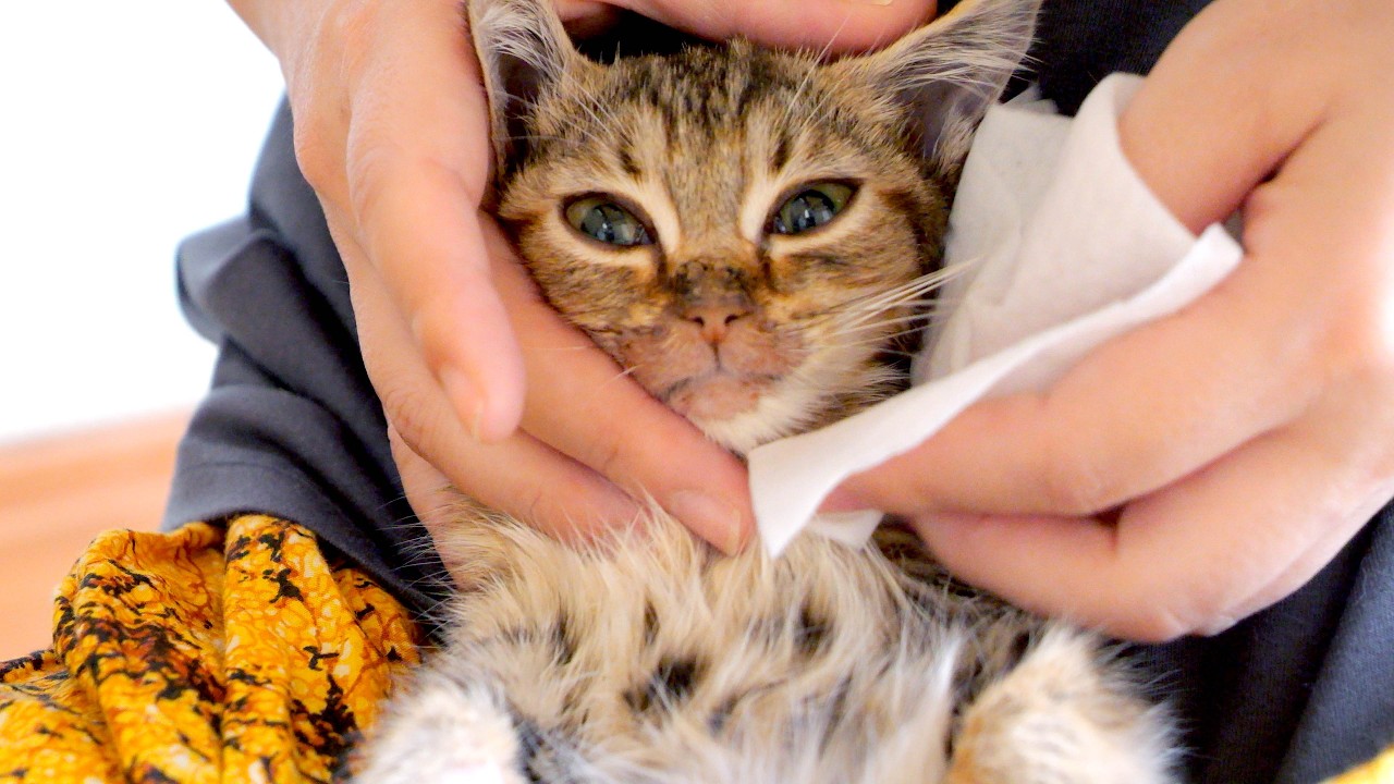 マンチカンとアメショーの子猫兄弟。FIP闘病中の兄猫と遊びたい盛りの弟猫。