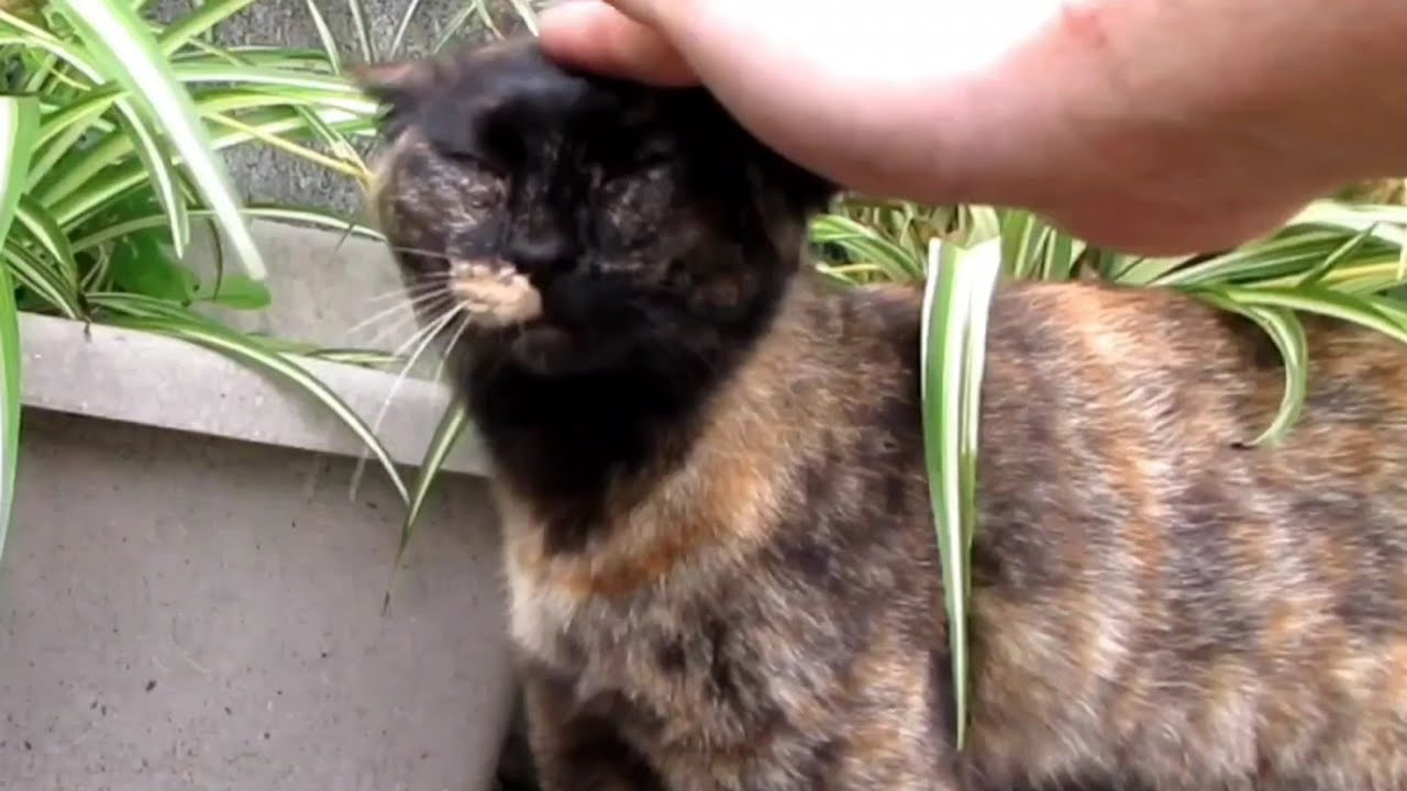 [野良猫]腰ポンポンで声が出ちゃうサビ猫が可愛すぎる！[straycat]The cat that makes a sound with its waist pom pom is cute!