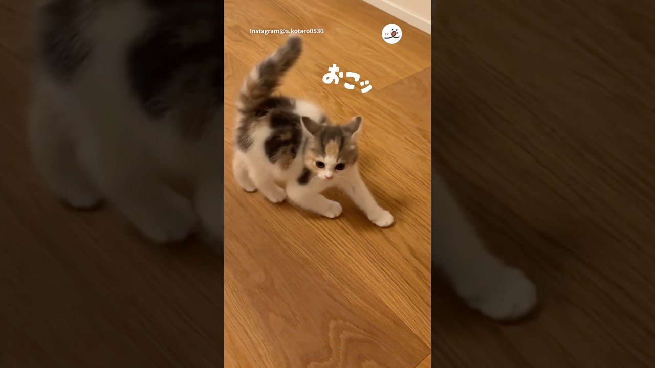 子猫の威嚇がただただ尊い🥰｜PECO #子猫 #スコティッシュフォールド #愛猫家 #子猫のいる生活 #kitten #scottishfold #catlover #kittenlife