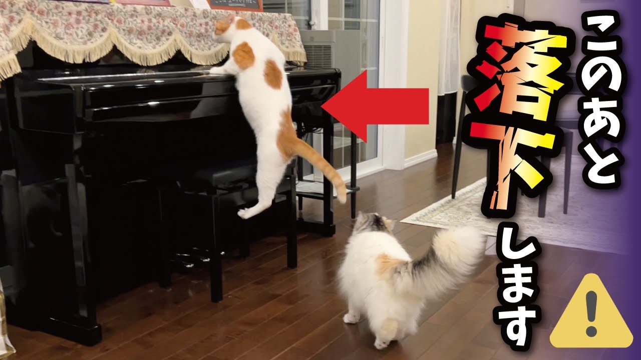 【事故】後輩猫に追いかけられてピアノの上から落下する先輩猫【関西弁でしゃべる猫】【猫アテレコ】