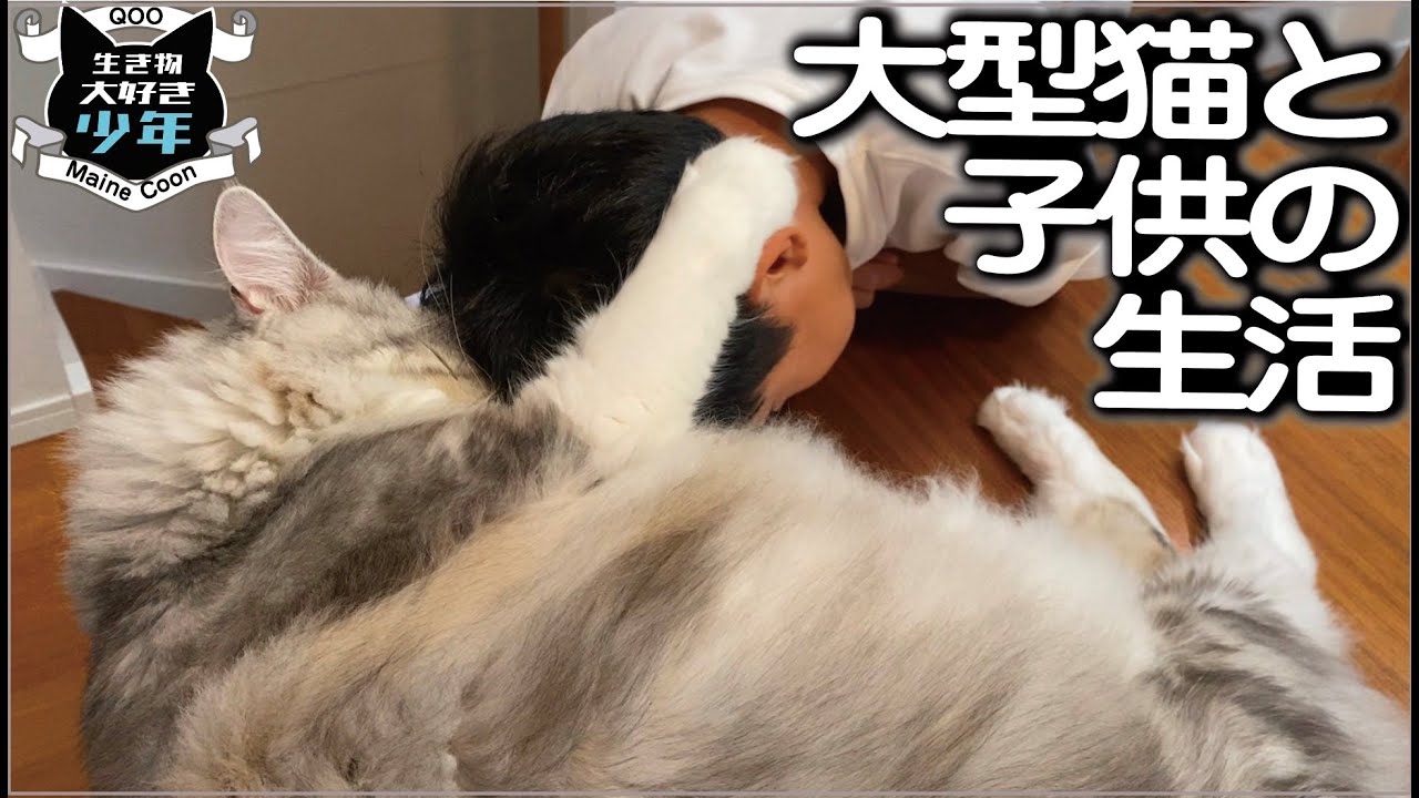 【メインクーン】子供には本気を出さない大型猫。共同生活5年目。一緒に誕生日を祝う