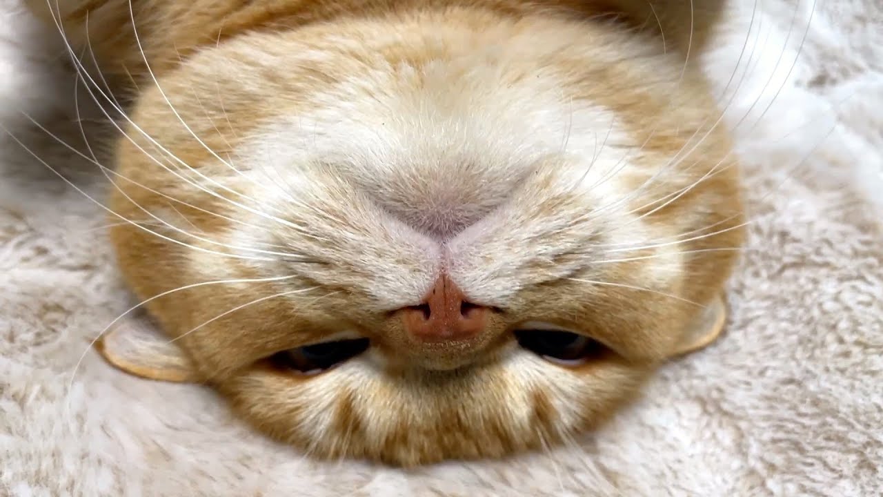 4年前、全てを諦めていた猫。今回は無事逃亡できたようです。