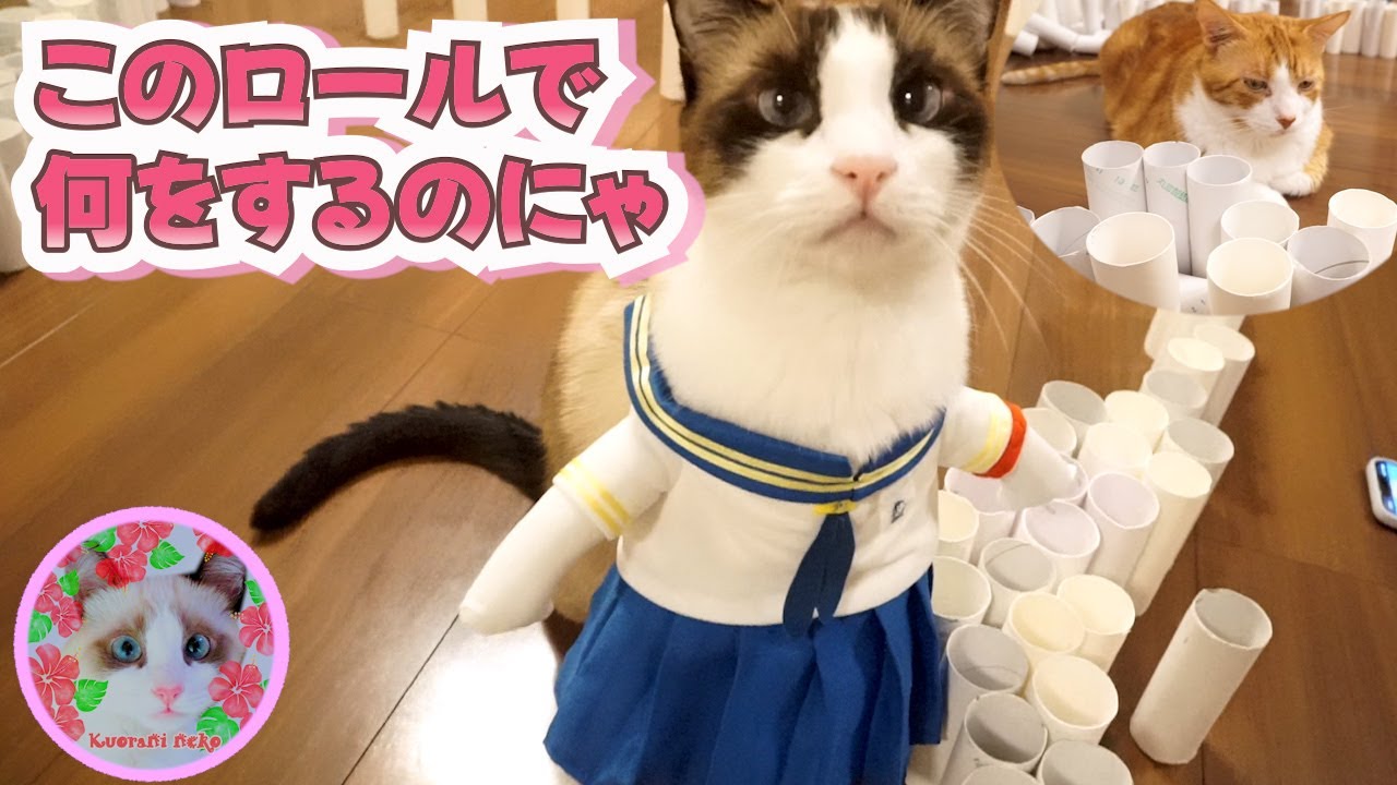 トイレットぺーパー芯ゲームは当たる確率100%で美味しい思いをした猫がいます Cats trying out the toilet paper roll game