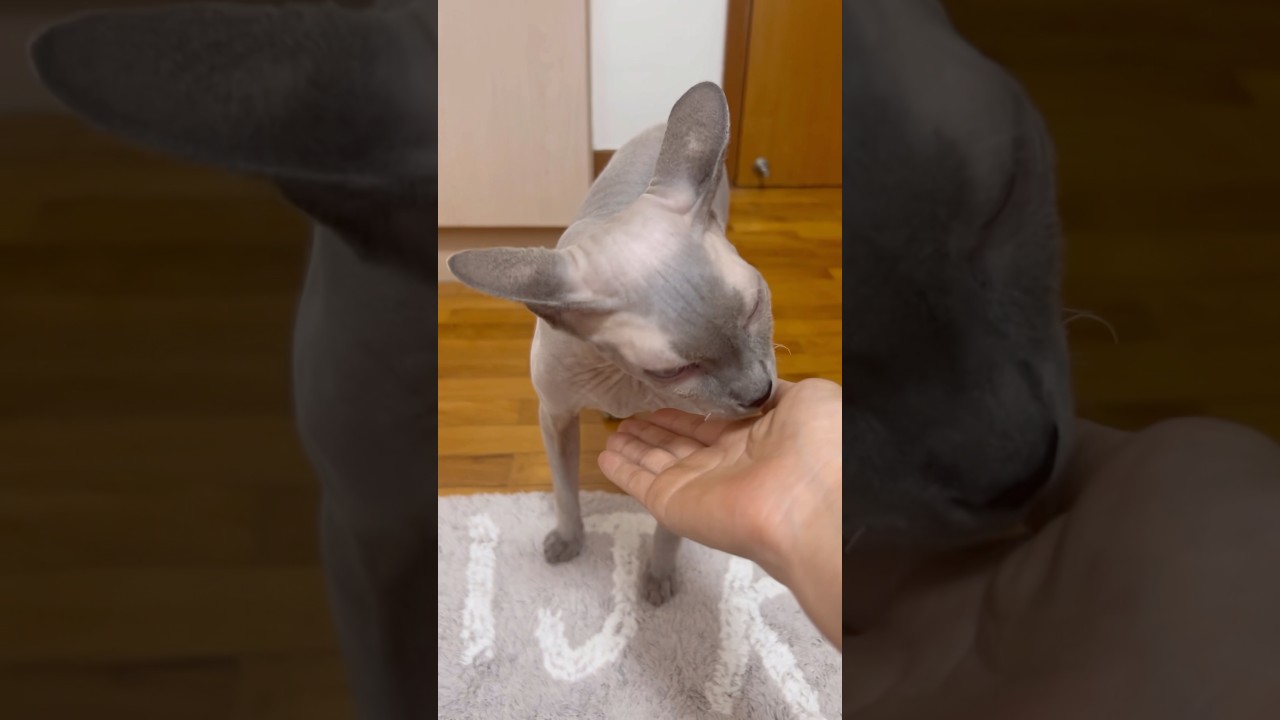 毛のない猫のイカ耳が可愛い【スフィンクス猫】