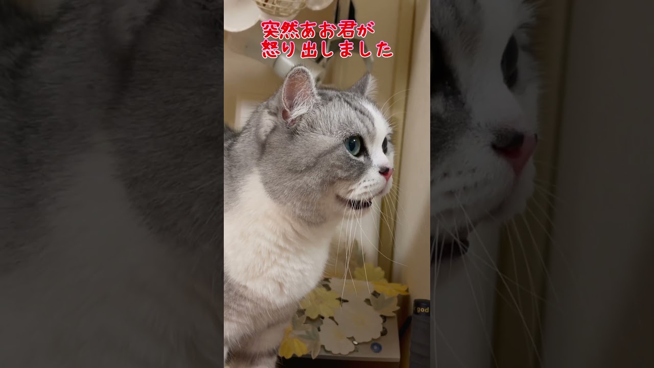 生後１ヶ月で我が家に来た子猫が成長するまでの記録③