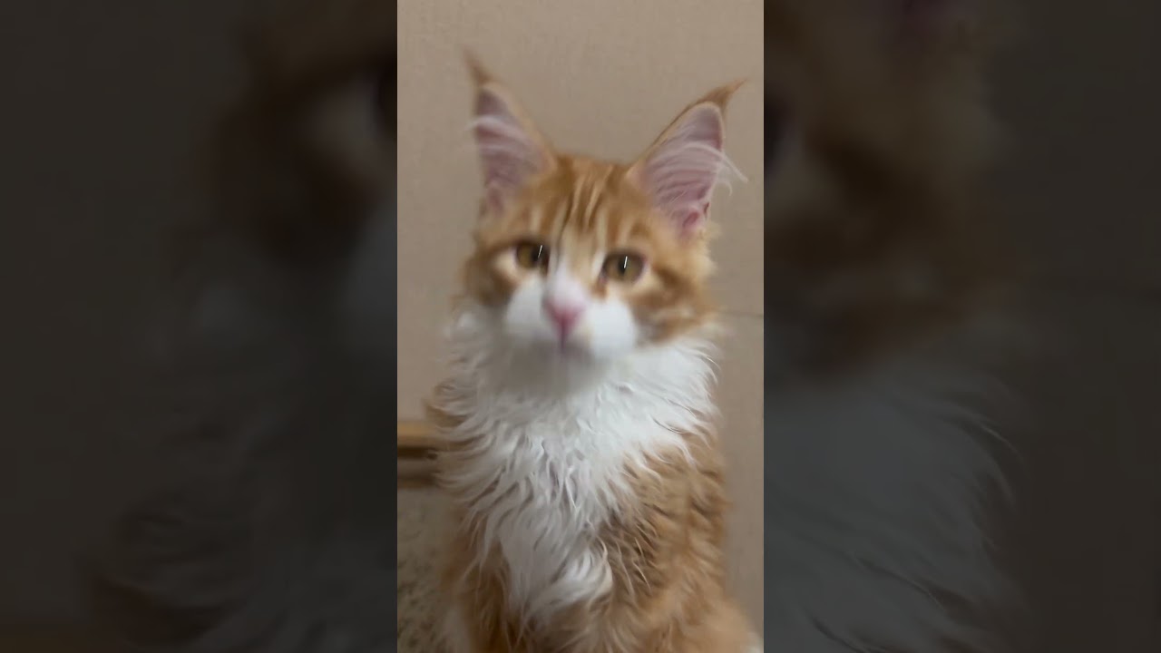 Happy Red Classic Tabby with White Maine Coon Male Kitten Available Now | Purebred Kitties