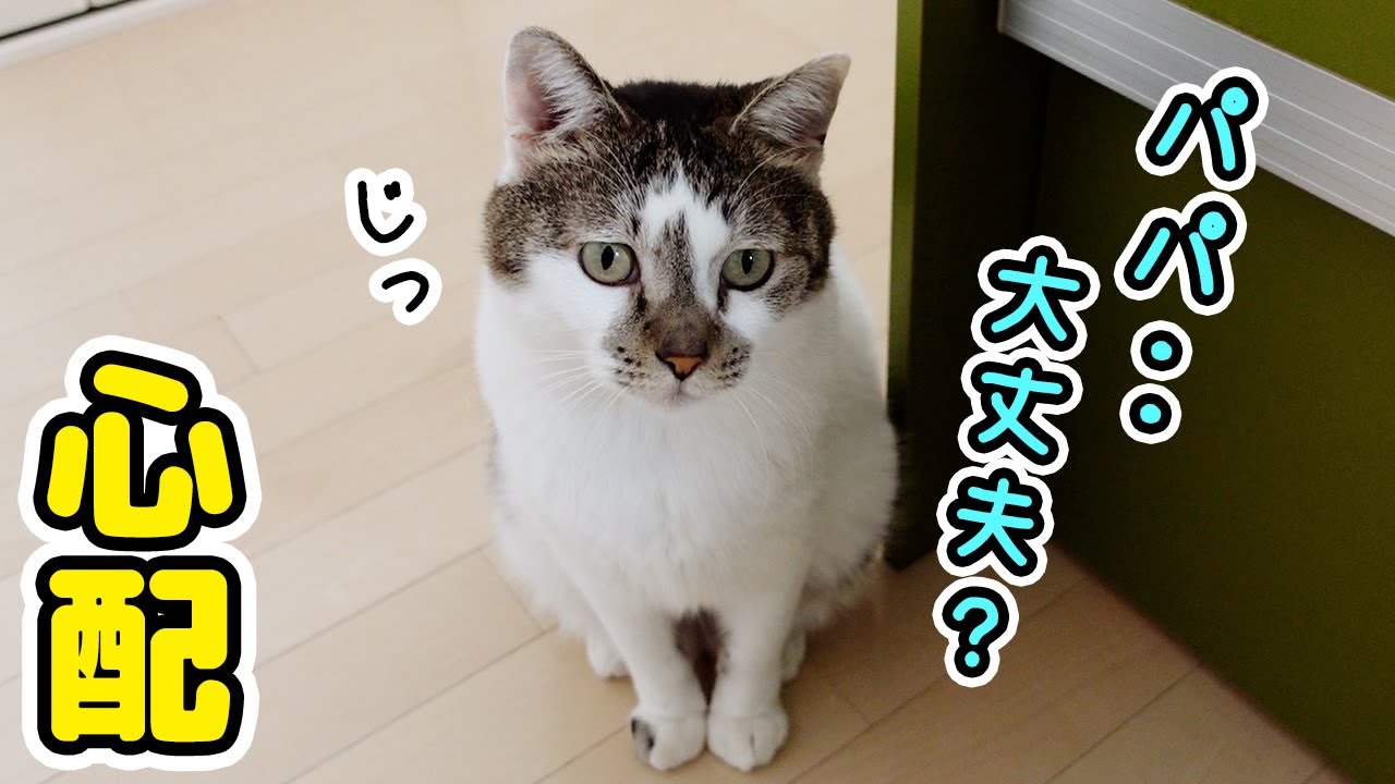 不器用なパパが料理を始めると心配で様子を見に来る愛猫がかわいい