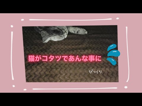 【猫動画】猫とコタツそして..... #猫 #cat #アメリカンショートヘア #videos #冬 #こたつ #猫様