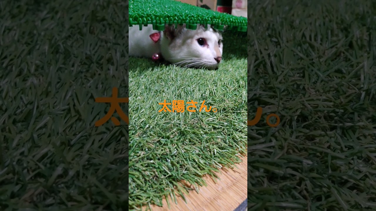 暑くてしんどいシャム子。 #cat #猫のいる暮らし #ねこ