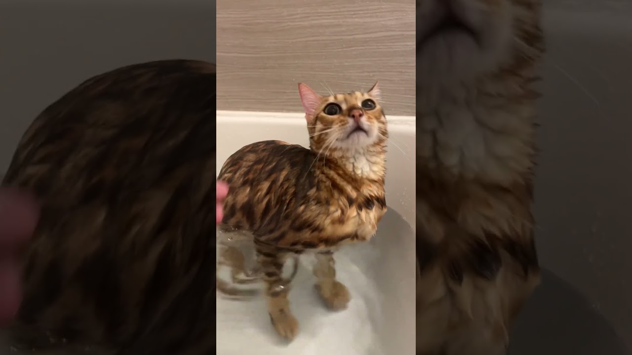 10分後に泡まみれにされるベンガル猫【#shorts】