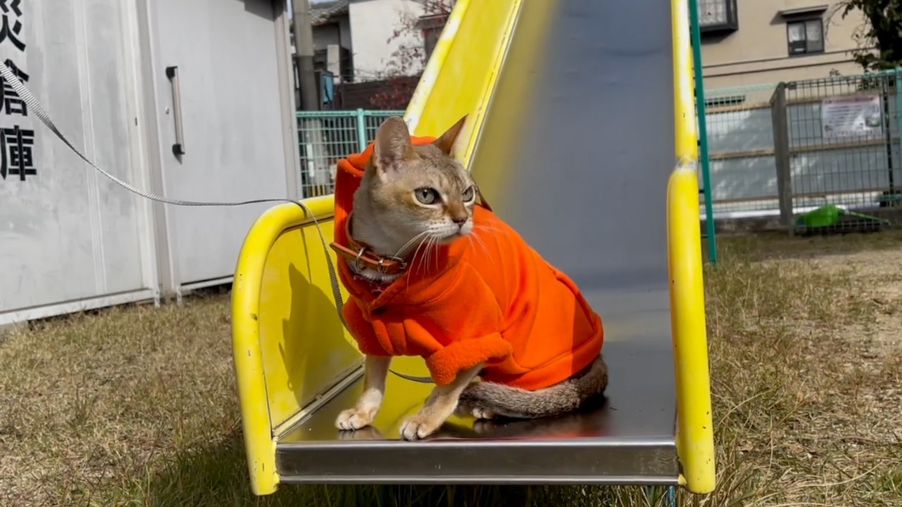 久しぶりにお散歩しながら公園に行って猫達と遊びました
