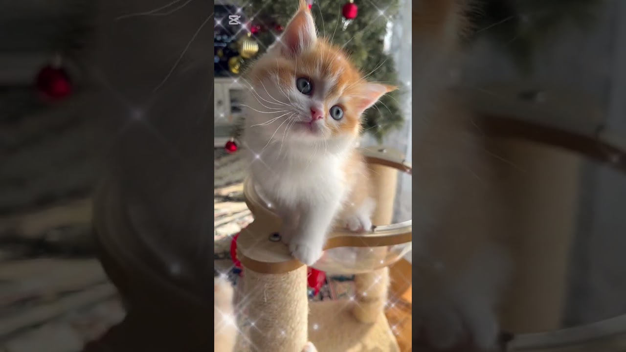 スコティッシュフォールド 人懐っこく甘えん坊で活発