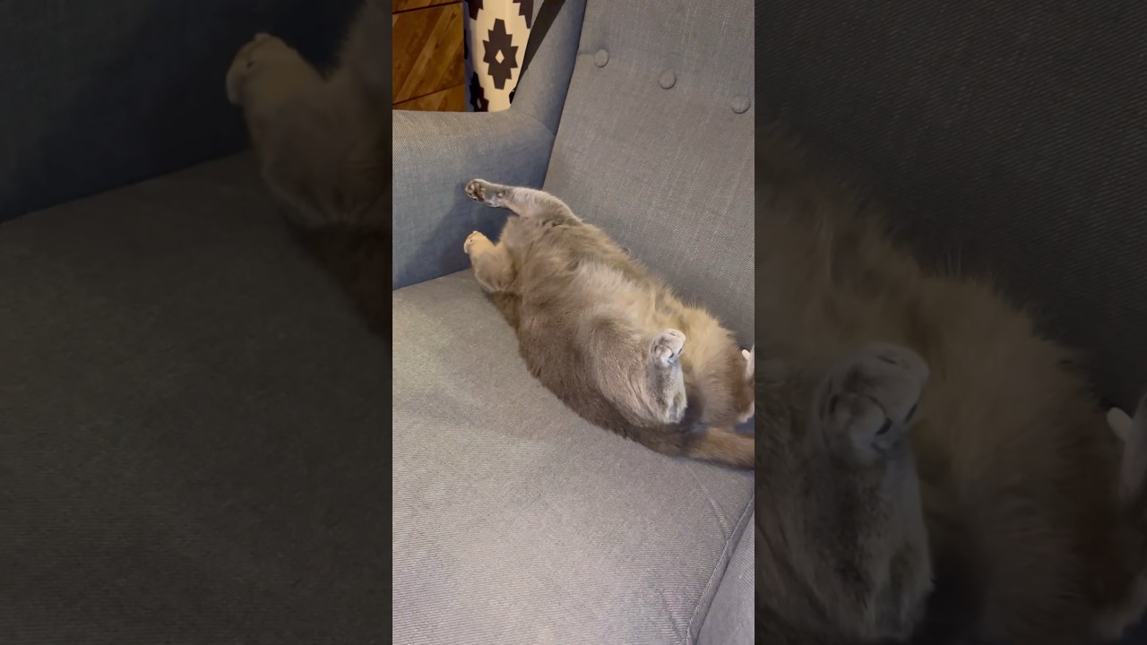 爆睡するつむやま〜【シャルトリューつむやまの猫は寝るのが基本日記】 #ねこ #シャルトリュー #cat #ネコ #猫好きさんと繋がりたい #爆睡 #ねむりねこ #猫のいる暮らし #ねこのいるせいかつ