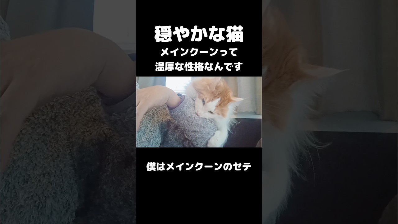 メインクーンの本性 #shorts #mainecoon #メインクーン #cat #猫のいる暮らし