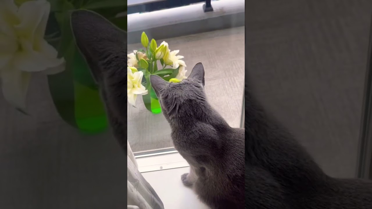 お花が気になるセナ君 #ロシアンブルー #ソマリ #いやしねこ