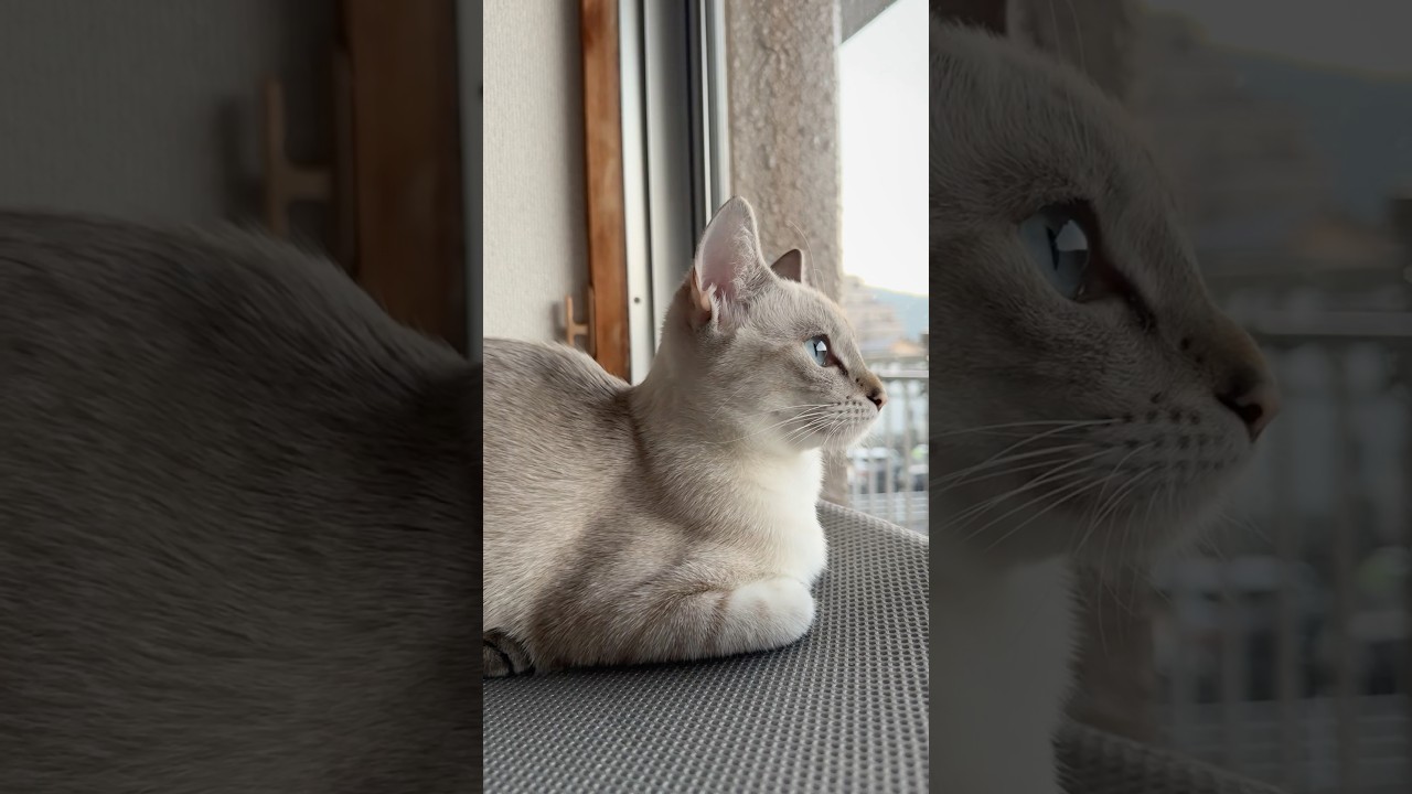 ハンモックからお届け！　#元保護猫　#シャムトラ　#シャムミックス　#cat #猫耳 #kitten #シャムmix  #子猫 #猫耳