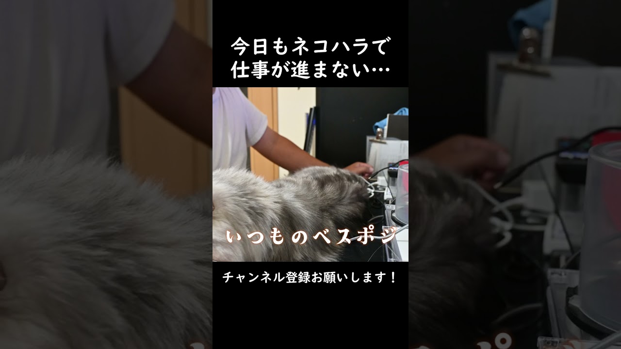ネコハラ#shorts #猫 #ねこ #猫のいる暮らし #cat