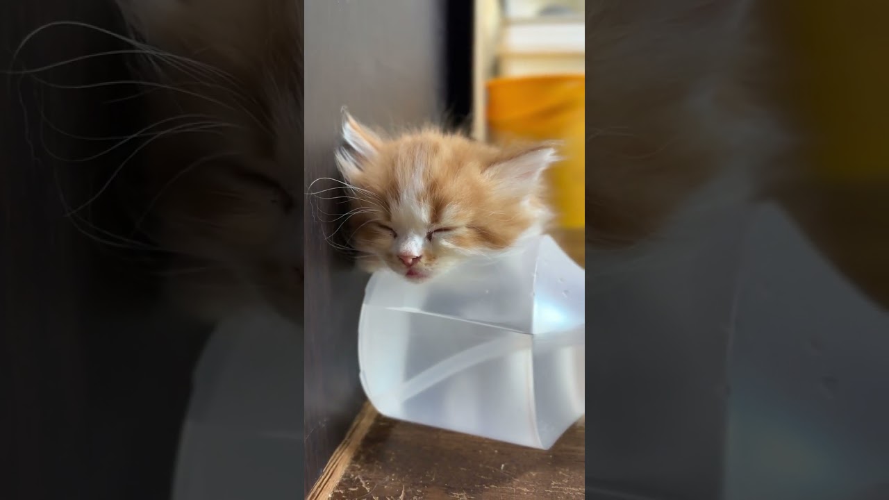 スコティッシュフォールド ふわふわとしたまるでぬいぐるみのような子